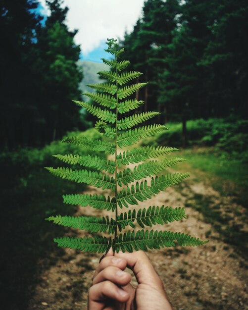 Foto nahaufnahme einer hand, die einen farn des baumes hält