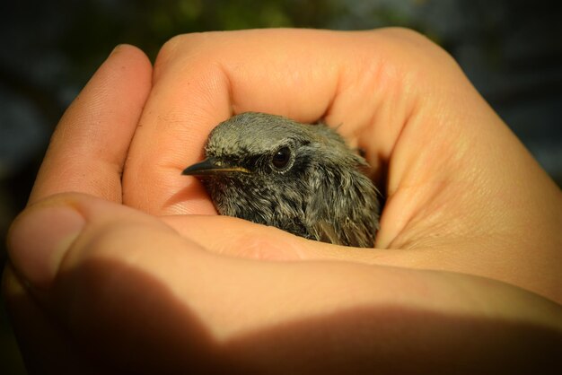 Nahaufnahme einer Hand, die einen kleinen Vogel hält