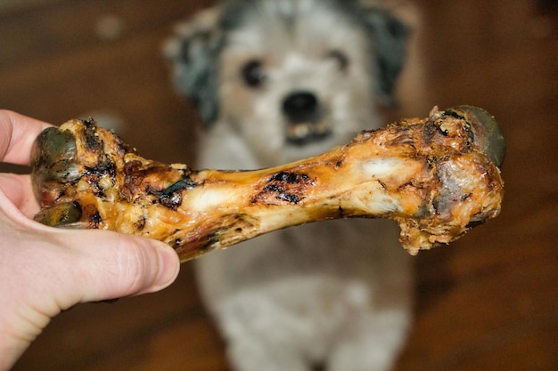 Foto nahaufnahme einer hand, die einen knochen von einem hund zu hause hält