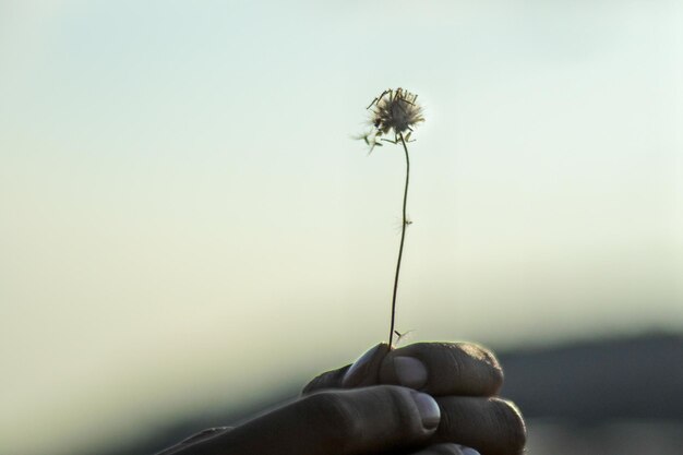 Foto nahaufnahme einer hand, die einen löwenzahn vor weißem hintergrund hält