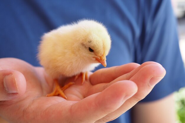 Foto nahaufnahme einer hand, die einen vogel hält