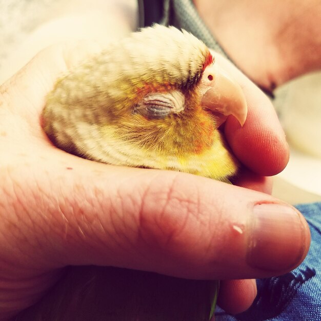 Foto nahaufnahme einer hand, die einen vogel hält