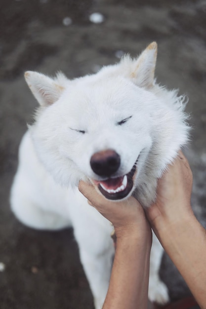 Foto nahaufnahme einer hand, die einen weißen hund hält