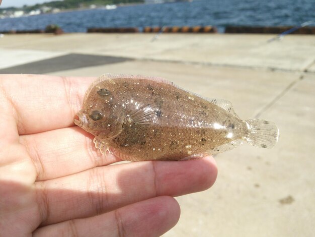 Foto nahaufnahme einer hand, die fische am strand hält