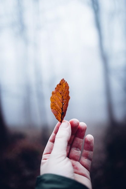 Nahaufnahme einer Hand, die Herbstblätter hält