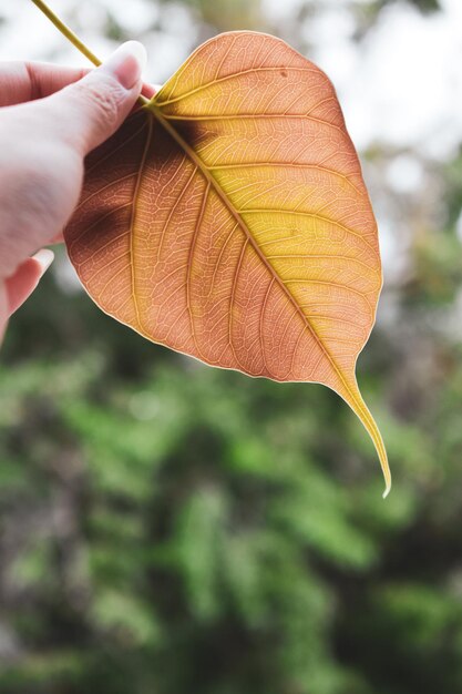 Foto nahaufnahme einer hand, die herbstblätter hält