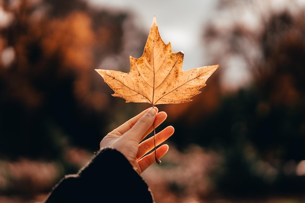 Nahaufnahme einer Hand, die im Herbst ein Ahornblatt hält