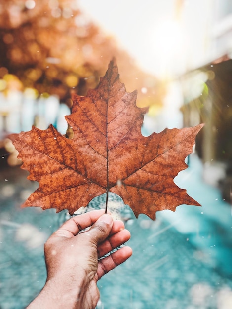 Nahaufnahme einer Hand, die im Herbst ein Ahornblatt hält