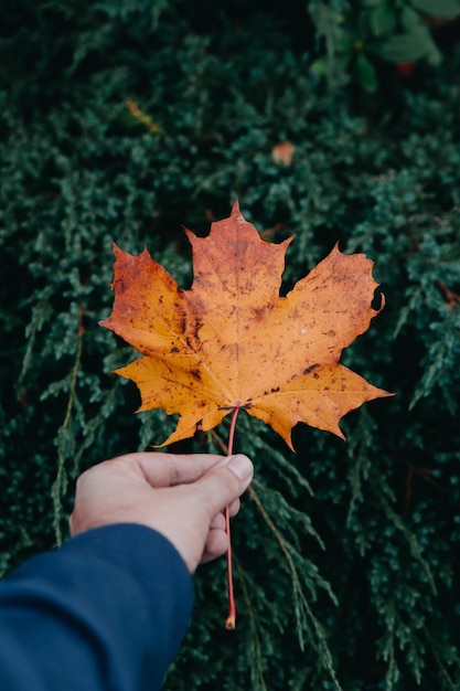 Nahaufnahme einer Hand, die im Herbst ein Ahornblatt hält