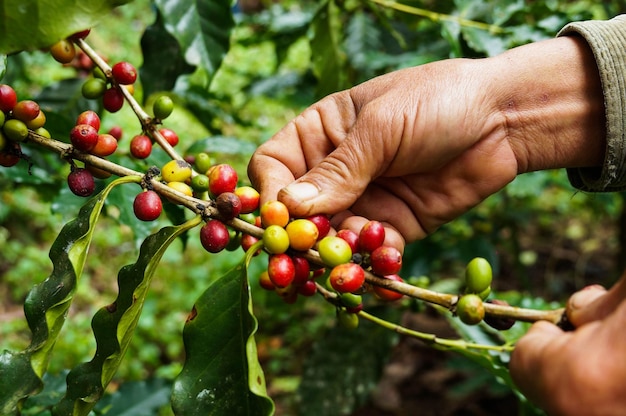 Nahaufnahme einer Hand, die Kaffeebohnen hält, die auf einem Baum wachsen