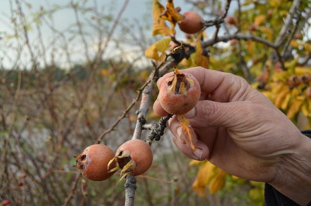 Nahaufnahme einer Hand, die Medlarfrüchte hält