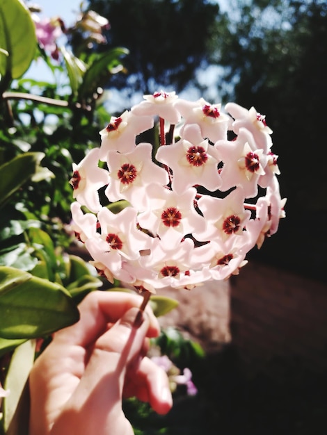 Foto nahaufnahme einer hand, die rosa blumen hält