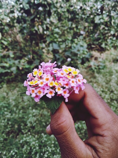 Foto nahaufnahme einer hand, die rosa blumen von pflanzen hält