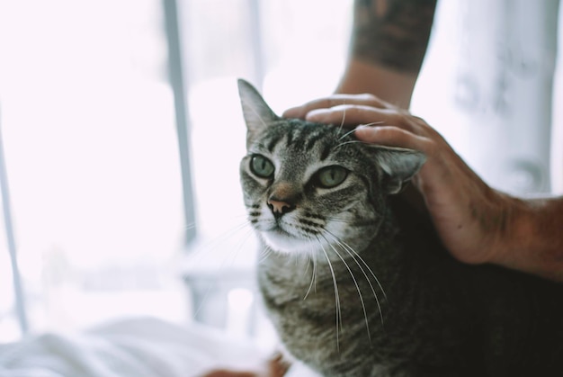 Nahaufnahme einer handgehaltenen Katze