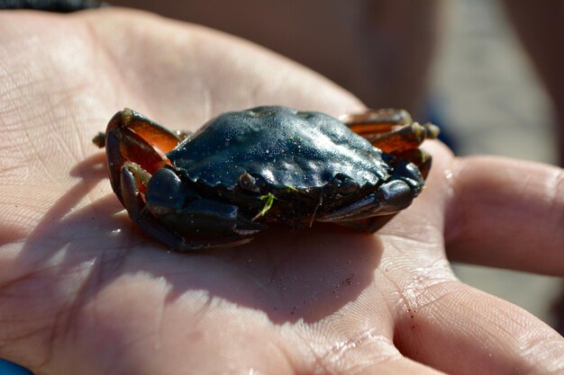 Foto nahaufnahme einer handgehaltenen krabbe