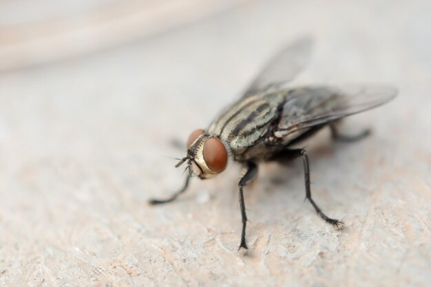 Foto nahaufnahme einer hausfliege auf dem boden