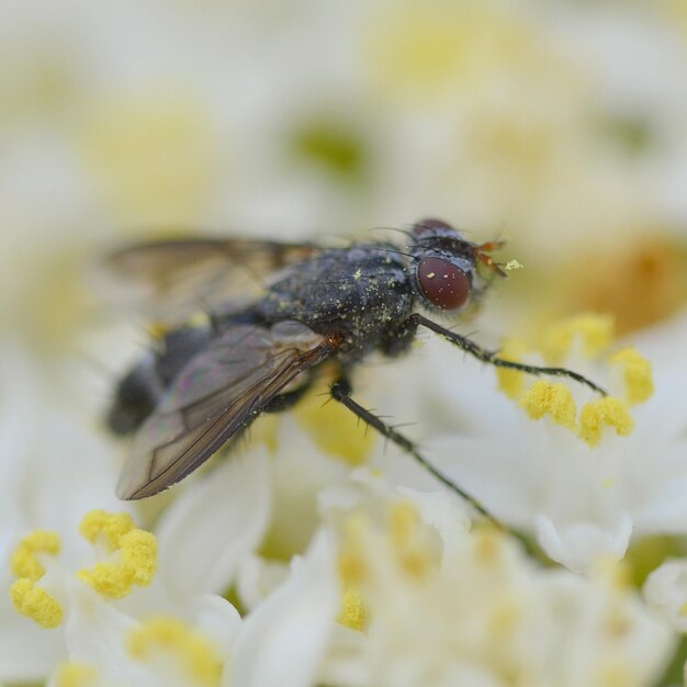 Foto nahaufnahme einer hausfliege auf einer blume