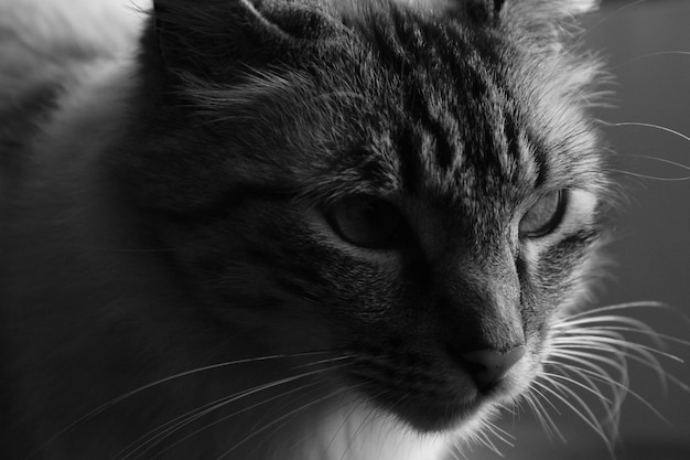 Nahaufnahme einer Hauskatze
