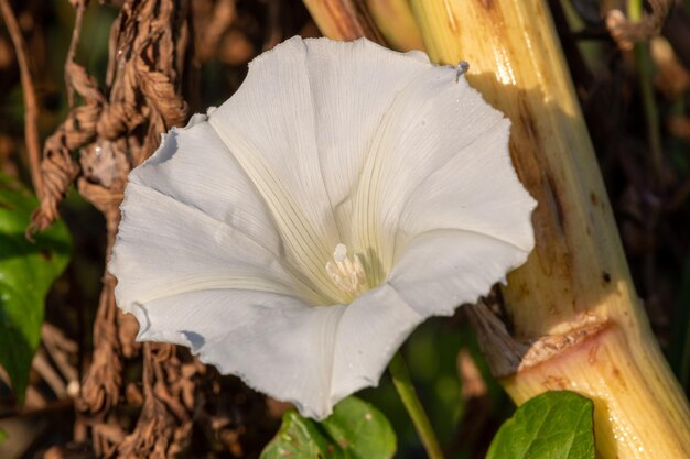 Nahaufnahme einer Hecke mit einer Blüte von Bindweed