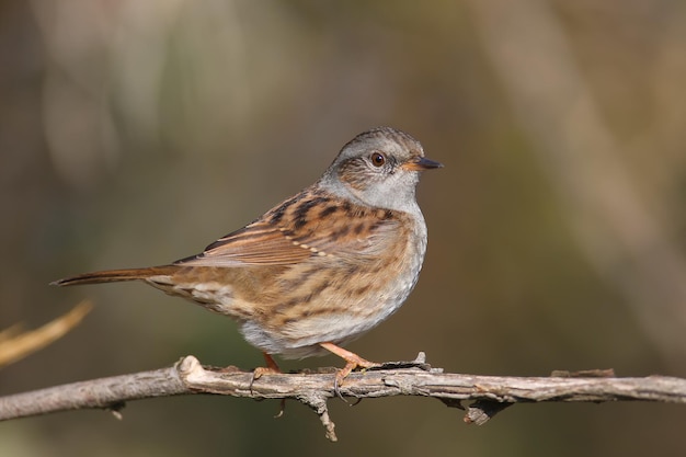 Nahaufnahme einer Heckenbraunelle (Prunella modularis) im Winterkleid, fotografiert in ihrem natürlichen Lebensraum mit dichtem Busch und vor einem wunderschön verschwommenen Hintergrund.