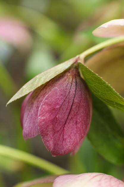 Nahaufnahme einer Hellebore Helleborus purpurea Blume