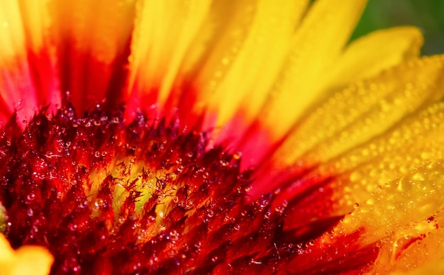 Nahaufnahme einer hellen Blume mit Tautropfen