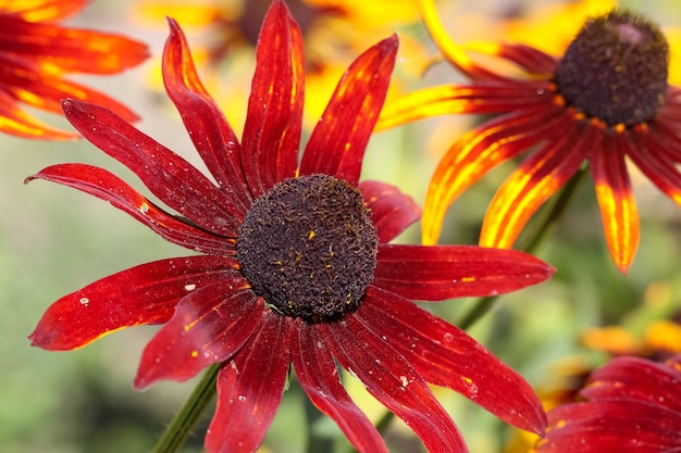 Nahaufnahme einer Herbst-Helenium-Blume in einem Botanischen Garten Lat Helenium Autumnale Moerheim Beau