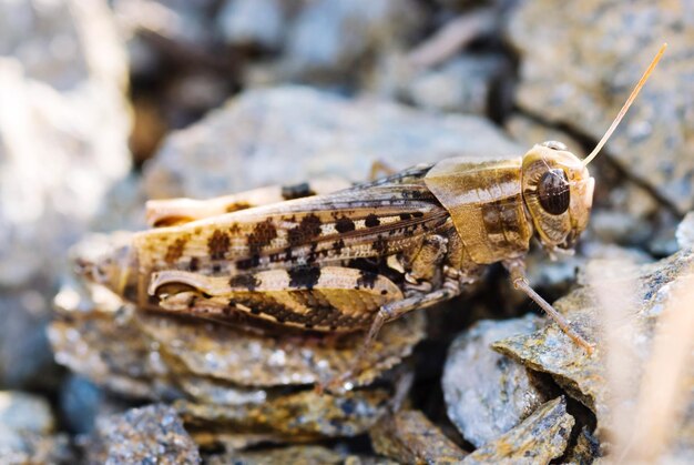 Foto nahaufnahme einer heuschrecke auf einem felsen