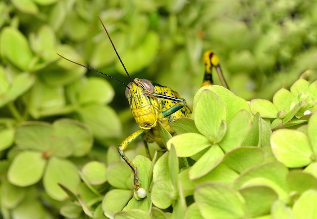 Foto nahaufnahme einer heuschrecke auf einer pflanze