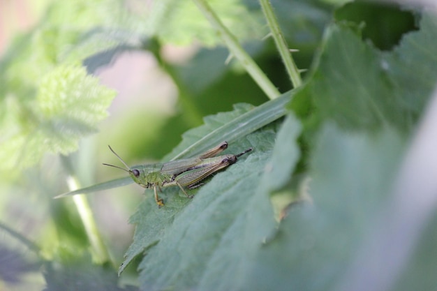 Foto nahaufnahme einer heuschrecke