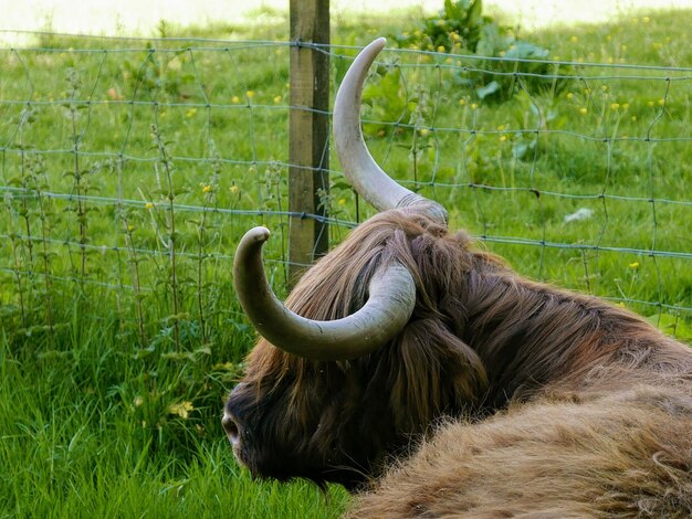 Foto nahaufnahme einer hochlandkühe auf einem feld