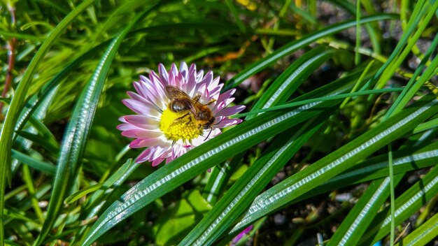 Foto nahaufnahme einer honigbiene auf einer rosa blume