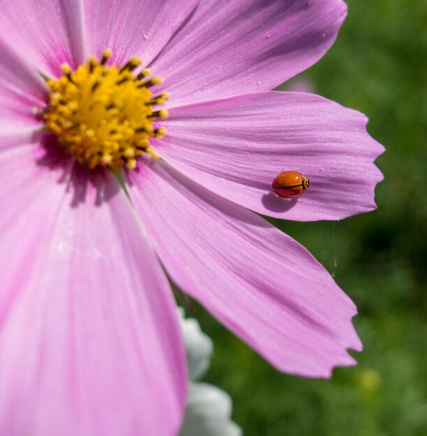 Nahaufnahme einer Honigbiene auf einer rosa Kosmosblume