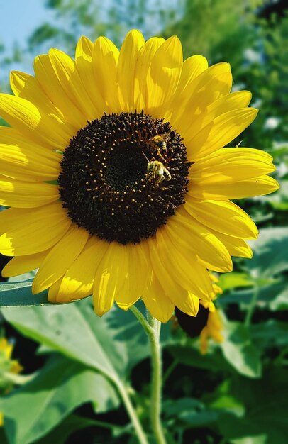 Foto nahaufnahme einer honigbiene auf sonnenblumen