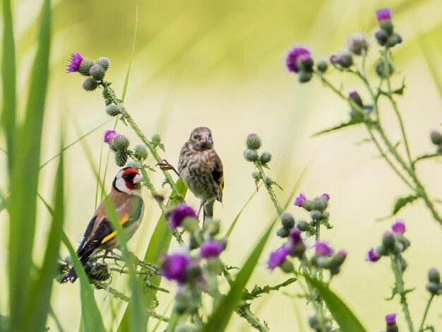 Foto nahaufnahme einer honigbiene bei der bestäubung einer blume