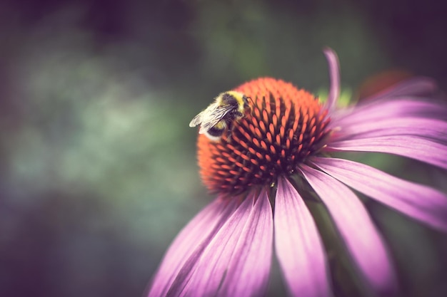 Nahaufnahme einer Honigbiene bei der Bestäubung einer lila Kegelblume