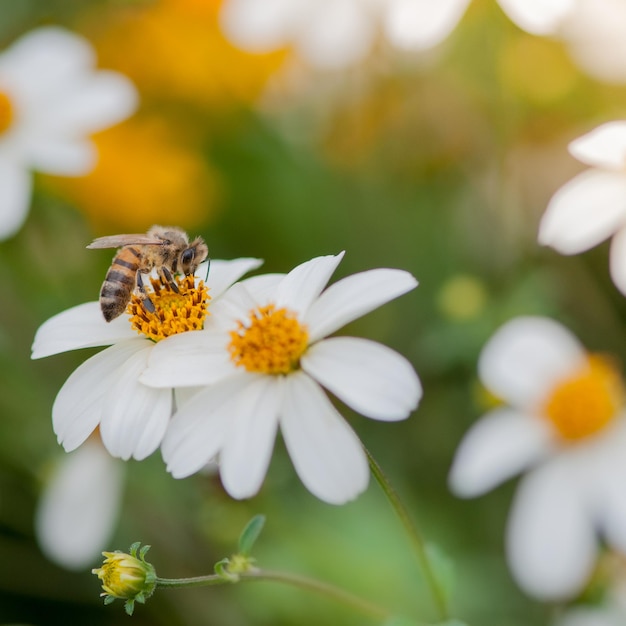Nahaufnahme einer Honigbiene bei der Bestäubung einer weißen Blume