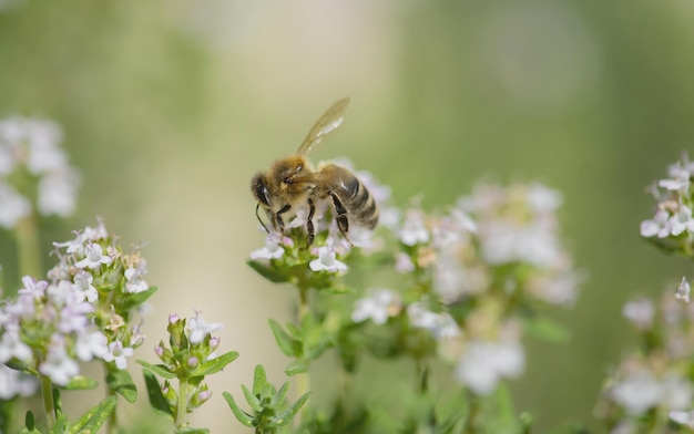 Nahaufnahme einer Honigbiene bei der Bestäubung von Thymianblumen in einem Garten mit verschwommenem Hintergrund