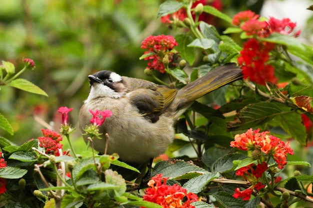 Nahaufnahme einer Honigbiene in Blüte