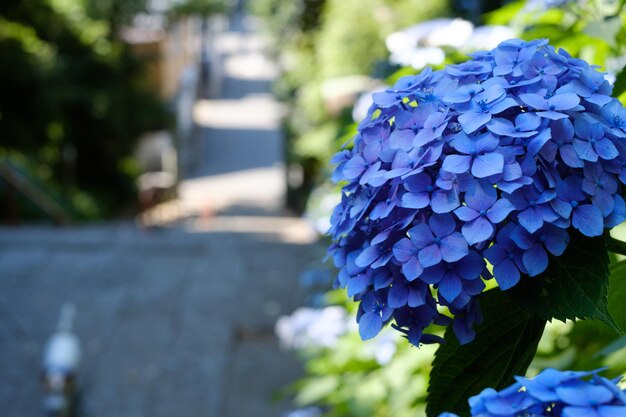 Foto nahaufnahme einer hortensie, die im freien blüht