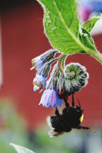 Foto nahaufnahme einer hummel auf einer blume