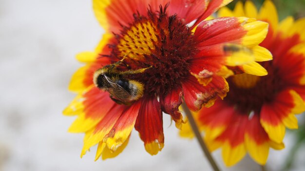 Nahaufnahme einer Hummel auf einer Blume