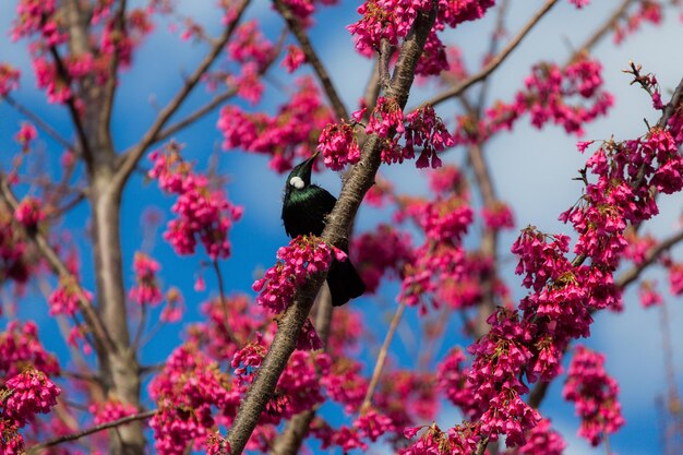 Foto nahaufnahme einer hummel auf einer kirschblüte