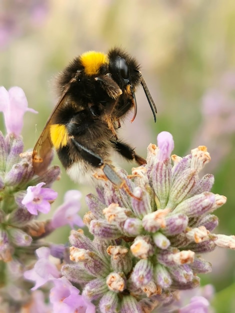 Foto nahaufnahme einer hummel auf einer lavendelfarbenen blume