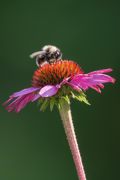 Nahaufnahme einer Hummel auf einer lila Blume