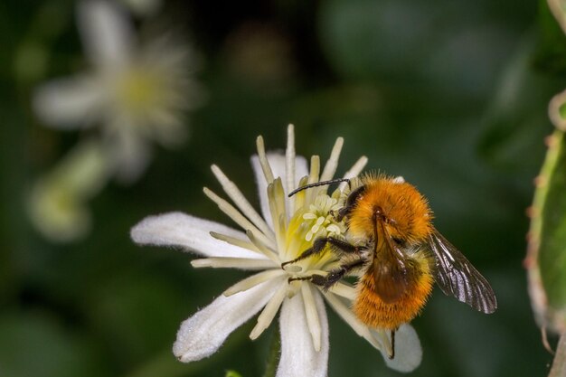 Foto nahaufnahme einer hummel auf einer weißen blume