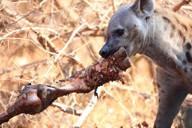 Foto nahaufnahme einer hyäne, die fleisch auf dem feld isst