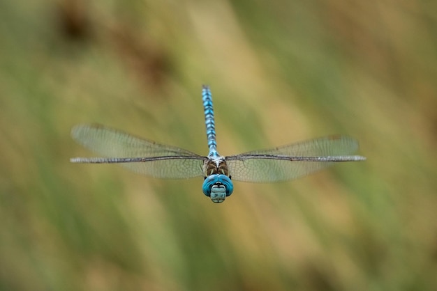 Foto nahaufnahme einer jungfernfliege auf einem blatt