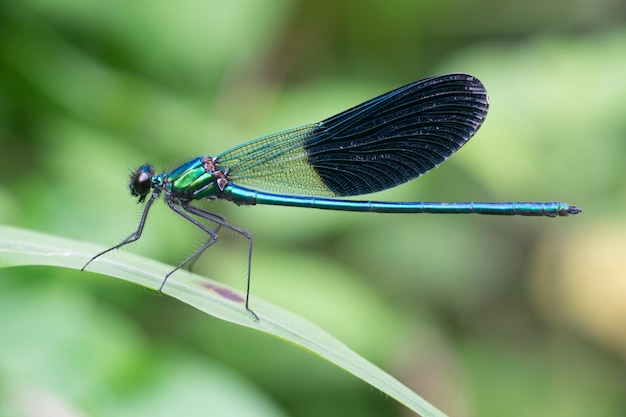 Foto nahaufnahme einer jungfernfliege auf einem blatt