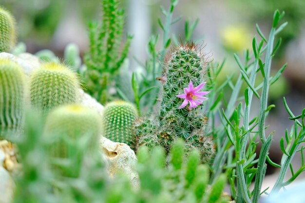 Foto nahaufnahme einer kaktuspflanze